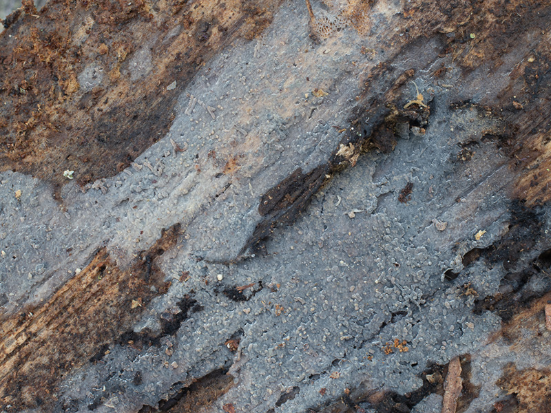 Aphanobasidium pseudotsugae